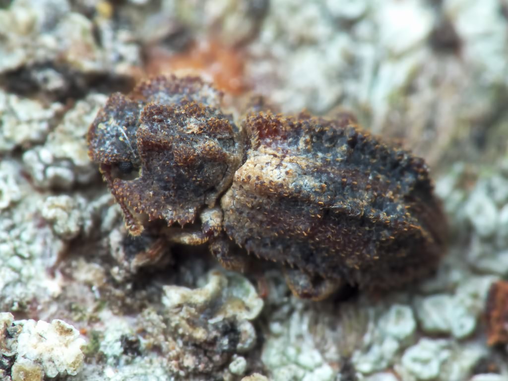 Endophloeus exculptus Germar, 1847